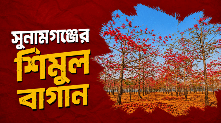 সুনামগঞ্জের শিমুল বাগান: এক ‘পাগলামি’ থেকে বাংলাদেশের বসন্তের সবচেয়ে লাল স্বপ্ন